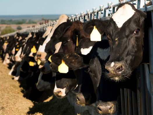 Untreated factory farm waste runoff contains high levels of fecal pathogens such as E. coli, antibiotics and cleaning chemicals. (Adobe Stock)