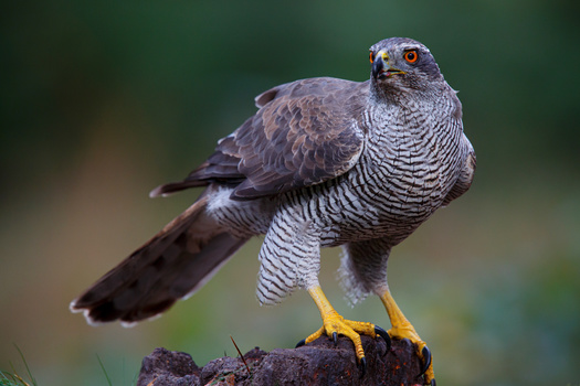 The Northern Goshawk is dependent on old-growth forests and is especially good at getting into tight spaces. A federal judge in Montana has blocked a logging project that threatened the birds' habitat. (Adobe Stock)