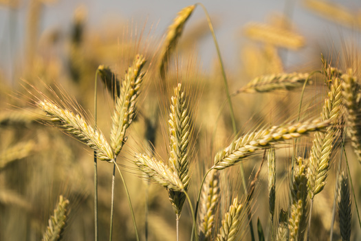 Use of cover crops, such as winter wheat, can help water and nutrients penetrate the soil and smother weeds, leading to better corn crops.  (Magnus/Adobe Stock)