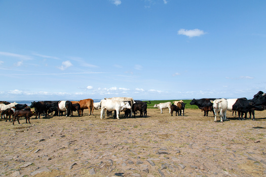 In 2022, officials blamed a heatwave for killing thousands of cattle in southwest Kansas. (JackieDavies/AdobeStock)