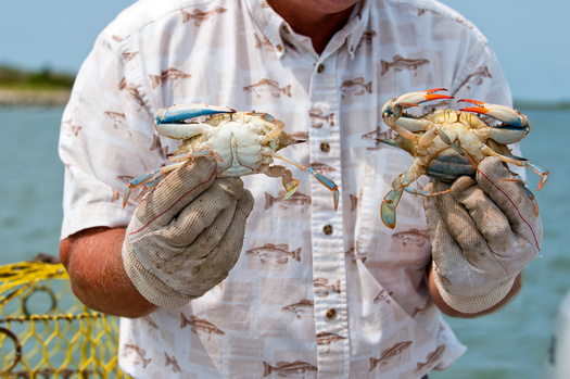 A new report from the Virginia Marine Resources Commission showed Chesapeake Bay's adult female blue crab population is around 133 million. While it is above the 72.5 million threshold to pause the harvest, it is well below the target of 196 million. (Adobe Stock)