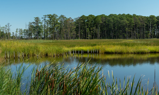 The Black Swamp Conservancy has grown to protect more than 175 properties since 1997, covering more than 21,000 acres. (Linda/Adobe Stock)