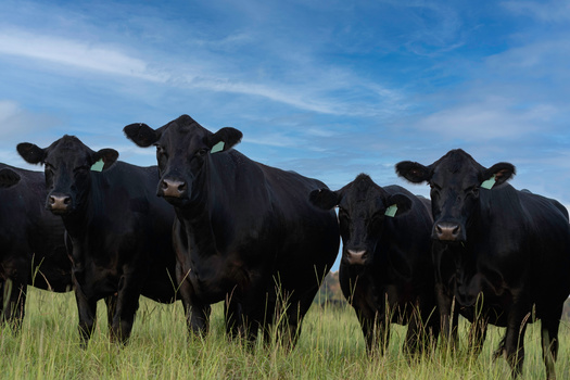 The USDA claims its electronic tag requirements will prevent disease outbreaks and protect beef export markets. (Jackie Nix/Adobe Stock)