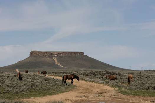 The Pilot Butte Wild Horse scenic loop runs between Rock Springs and Green River and through the White Mountain Herd Management Area, which encompasses over 390,000 acres. (Gates Frontiers Fund Wyoming Collection/Carol M. Highsmith Archive/Library of Congress)