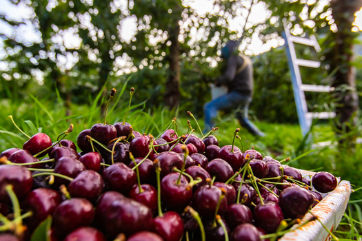 Cherry-picking season has begun in Washington state. (Valmedia/Adobe Stock)