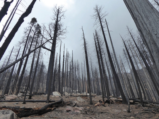Giant sequoia and other conifers were incinerated in the 2020 Castle 