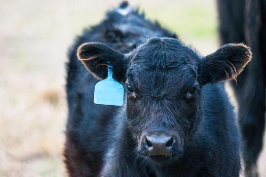 The USDA claims its electronic tag requirements will prevent disease outbreaks and protect beef export markets. (Jackie Nix/Adobe Stock)
