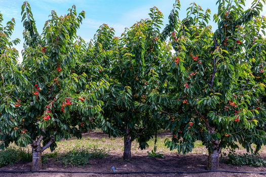 The Northwest is the biggest supplier of cherries in the country. (Dmitry/Adobe Stock)
