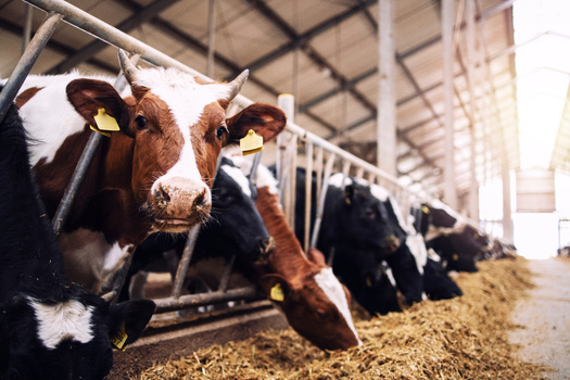 The Biden administration has released a Methane Emissions Reduction Action Plan, describing how programs funded by the Farm Bill should adopt practices to improve manure management and substantially reduce methane emissions from livestock, which contribute to climate change. (Adobe Stock)