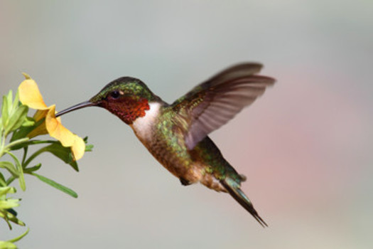 According to the Illinois Department of Natural Resources, the smallest bird that resides in the state, at 3 to 3 1/4 inches in length, is the ruby-throated hummingbird. The largest wild bird is the trumpeter swan, with a 7-foot wingspan. (Adobe Stock)