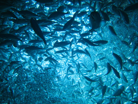 U.S. per capita consumption of fish and shellfish rose from nearly 16 lbs. in 2002 to more than 20 lbs. in 2021, a 31% increase according to the U.S. Department of Commerce. (Adobe Stock) 