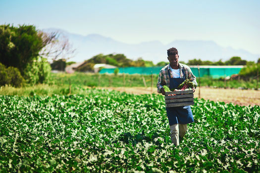 Enacting the Good Food NY bill could help the 139 black-owned farms in New York state have better access to procurement contracts since it eliminates poor access to information about opportunities to compete for institutional food contracts. (Adobe Stock)