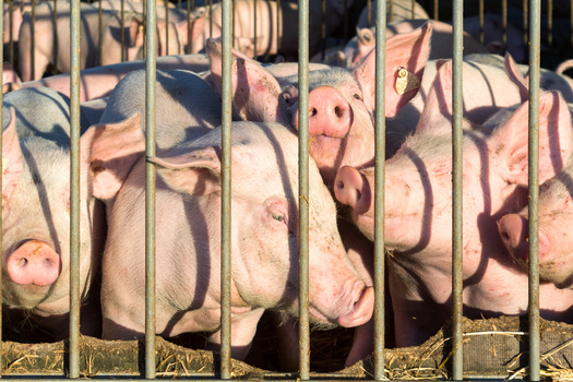 According to EPA statistics, only about one-third of the nation's roughly 21,000 CAFOs have permits regulating their discharge of waste. (eyetronic/Adobe Stock)