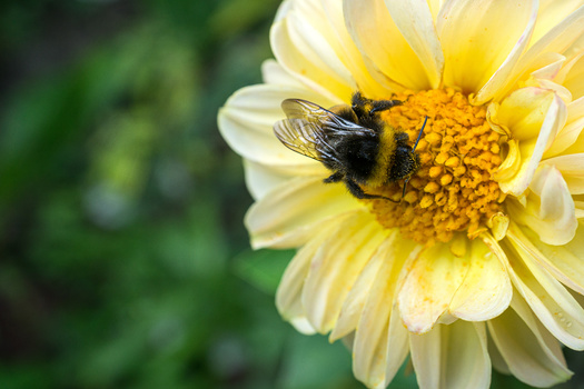 The rusty patched bumble bee is a critical pollinator and keystone species in many ecosystems, including in Iowa. (Adobe Stock)