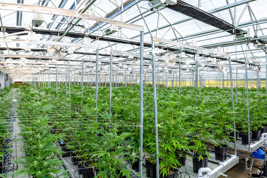 A measure on Oregon's ballot would allow cannabis workers at the growing, processing and selling phase to unionize. (rabbitholephoto/Adobe Stock)