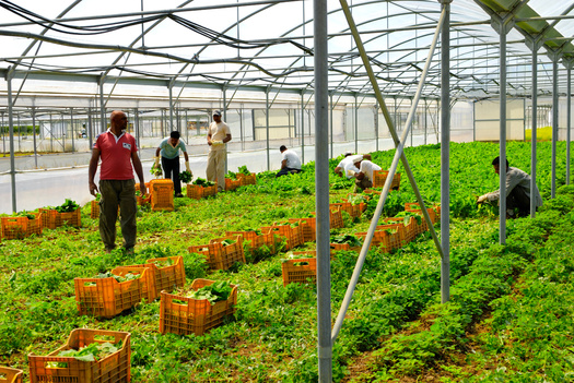 Undocumented immigrants contribute in many ways to Virginia's economy, including through farm work. (PaolikPhotos/Adobe Stock)