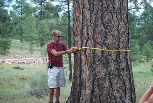 Ponderosa pines in New Mexico's Zuni Mountains can measure 60 inches wide and live 300 to 600 years. (Courtesy Zander Evans)