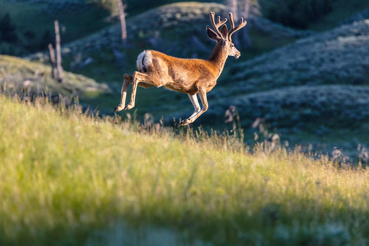 Chronic Wasting Disease was detected in 30.3% of hunter-harvested adult, male white-tailed deer in 2023-up from 25.9% in 2022, according to a Wyoming Game and Fish Department report. (Jacob W. Frank/NPS)