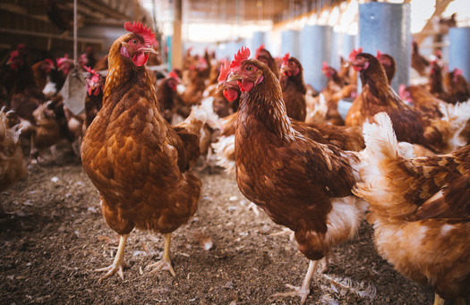 Agricultural interests from around the state are contributing to efforts to defeat Measure J in Sonoma County, which seeks to ban concentrated animal feeding operations. (Marcelo/Adobe Stock)