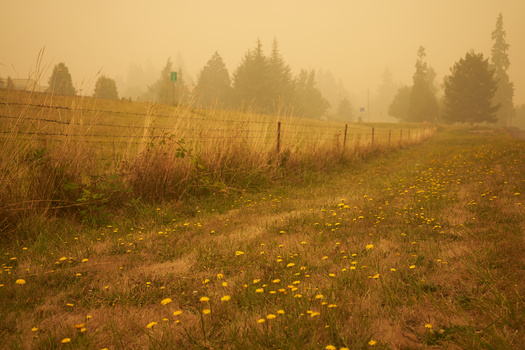 Research shows increased smoke in the air can have varying effects on the growth of crops such as wheat. (Adobe Stock)