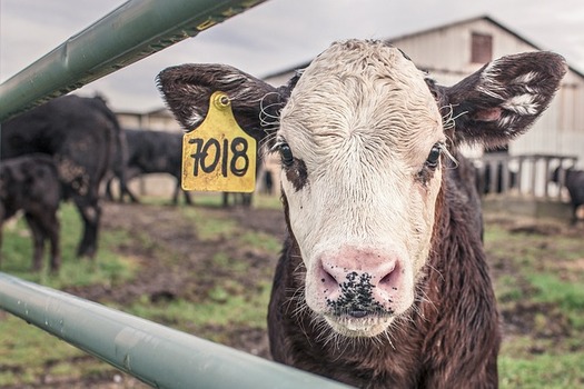 Numerous studies have shown that for years, Black farmers have been rejected for loans by the USDA more than their white counterparts. (RyanMcGuire/Pixabay) 