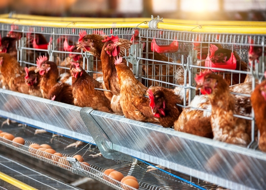 Animal rights groups point to commercial egg production facilities leaving hens in cages 24/7 as 