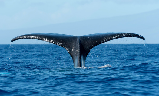 More than 300,000 whales and dolphins die annually due to entanglement in fishing gear, with additional unknown numbers also entangled in marine debris, according to the International Whaling Commission. (Adobe Stock)
