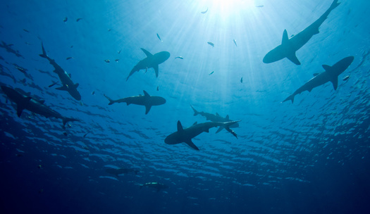 By analyzing DNA from shark-bitten fish caught by charter boats, scientists determined that sandbar and bull sharks are the primary culprits behind these attacks. (Adobe)