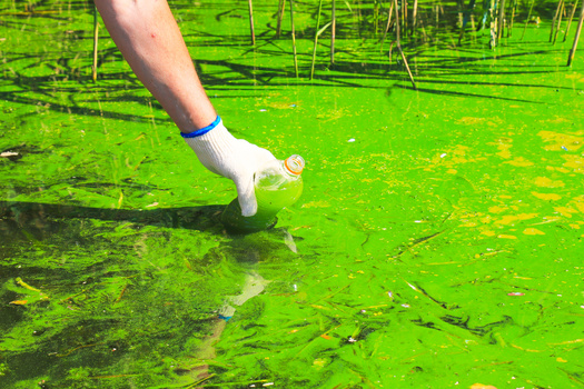 Algae blooms can clog up sewage and drinking water systems, create foul odors and hurt wildlife. (Rospoint/Adobe Stock)