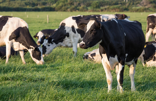 In an article on the Food and Water Watch website, reporter Rebecca Wolf writes, 