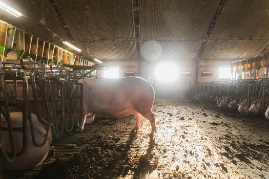 The industry group Illinois Pork Producers reported hog production and processing supports nearly 58,000 jobs in the state. (Adobe Stock)