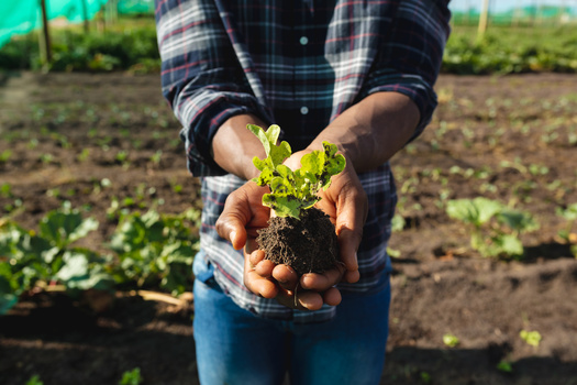 Black American farmers lost more than $300 billion worth of land in the 20th century, in part due to the USDA's discriminatory practices, research showed. (Lou W/peopleimages.com/Adobe Stock)