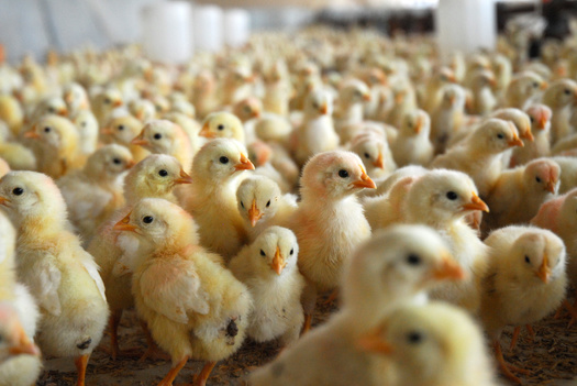 There is a 50% chance a chick hatchling will be male but the males hatching in egg-laying operations are often destroyed because they are not profitable to be raised for meat. (Adobe Stock)
