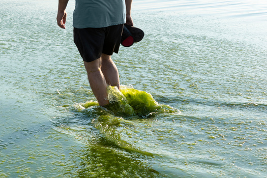 The 2014 water crisis due to algal blooms had an economic impact of around $65 million. (Elena/Adobe Stock)