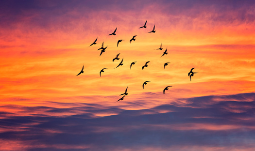 People are asked to turn off all non-essential lights from 11:00 p.m. to 6:00 a.m. each night during migration season. (babaroga/Adobe Stock)