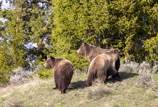 According to the National Park Service, there were 136 grizzly bears in the Greater Yellowstone Ecosystem in 1975 when the species was listed under the federal Endangered Species Act. In 2022, the estimated population was 965. (Adobe Stock)