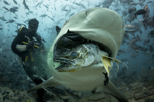Populations of some shark species have recovered from overfishing thanks to conservation efforts by NOAA Fisheries under the Magnuson-Stevens Act. (Adobe Stock) 