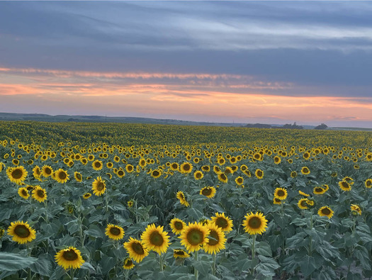 A field of sunflowers is shown on fourth-generation Koelling land in Ord, Nebraska. The Koellings grew their sunflower oil business with the help of the USDA's Rural Energy for America Program. (Photo courtesy of Alan Koelling, Simply Sunflowers)