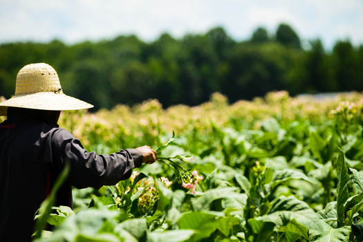 Last year, the U.S government issued more than 300,000 visas for migrant agrucultural producers around the world. (Ralph/Adobe Stock)