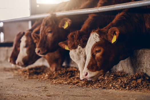 The Indiana Department of Environmental Management considers an agricultural business a concentrated animal feeding operation if the farm meets or exceeds animal threshold numbers including 2,500 swine above 55 pounds, 55,000 turkeys or 700 mature dairy cows. (Adobe Stock)