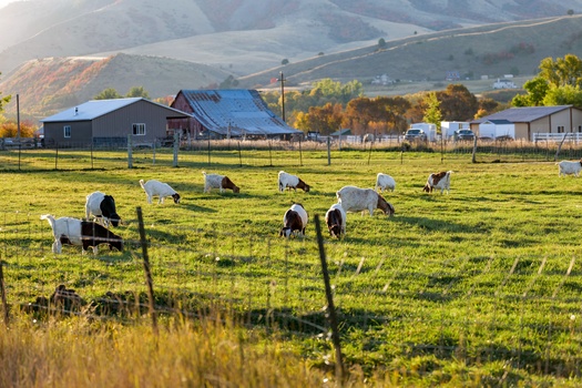 According to the Center for American Progress, Black farms today are much smaller on average, representing just 0.4% of all farm acreage. (John Coles / Adobe Stock)