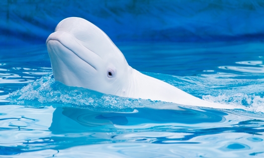 The most recent estimate by the National Oceanic and Atmospheric Administration for Cook Inlet beluga whales is 331 individual animals, down from 1,300 in 1979. (Adobe Stock)