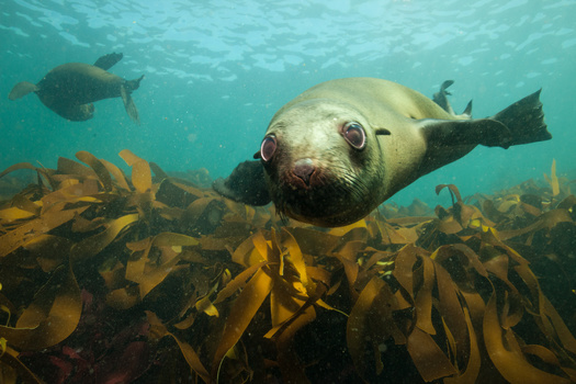 Scientists say a major shift in ocean currents has helped increase the rate of warming in the Gulf of Maine to triple that of the world's oceans with annual average sea temperature now more than 1.9F above normal. (Adobe Stock)