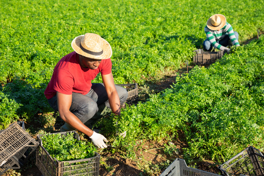 The recipients of the USDA's Discrimination Financial Assistance Program include more than 23,000 individuals who have operated farms or ranches, receiving assistance up to $500,000. (JackF/Adobe Stock)