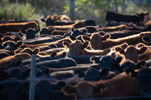 The proposed Fair and Competitive Livestock and Poultry Markets rule ensures that livestock and poultry producers would 