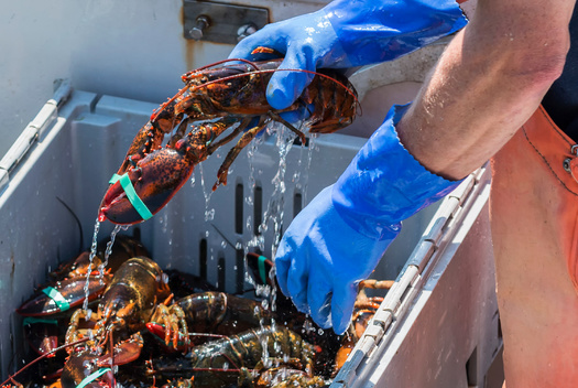 China is Maine's top export destination for seafood, accounting for 80% to 85% of U.S. lobster sales and bringing in more than $300 million to the state's economy in 2022. (Adobe Stock)