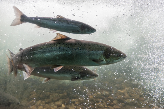 Salmon are the most consumed fish in the world by value, and tuna are the most consumed by volume. (Jakub Rutkiewicz/Adobe Stock)