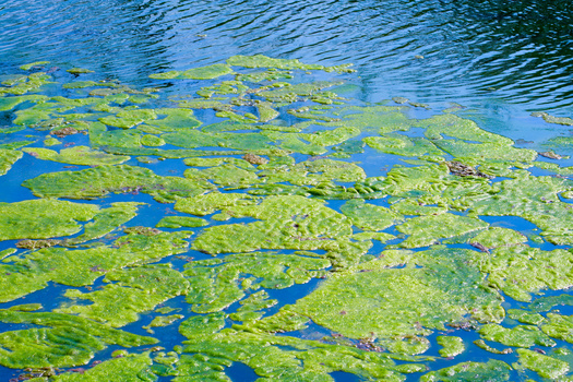 Health effects from exposure to toxic algae include skin rashes, headaches, vomiting, pneumonia and more, according to the Environmental Protection Agency. (Adobe Stock/AI-generated)