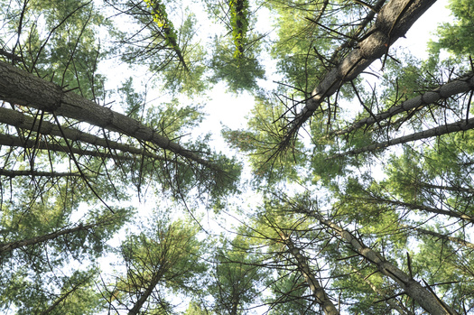 The Alabama Forestry Commission has identified almost 5,000 southern pine beetle spots across the state, with an average mortality of 191 pine trees per spot. (Adobe Stock)