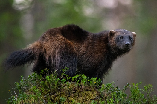 The U.S. Supreme Court's overturning of Chevron could affect how the U.S. Fish and Wildlife Service manages animals on the Endangered Species List, like the wolverine, which was added to the list in 2023. (Erik Mandre/Adobe Stock)